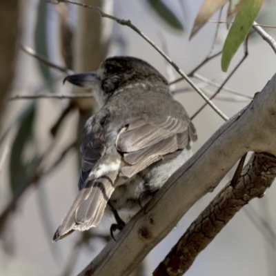 Cracticus torquatus (Grey Butcherbird) at Acton, ACT - 27 Oct 2017 by AlisonMilton