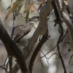 Cracticus torquatus at Acton, ACT - 27 Oct 2017