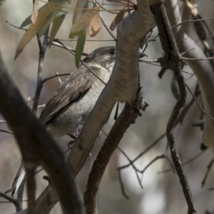 Cracticus torquatus at Acton, ACT - 27 Oct 2017