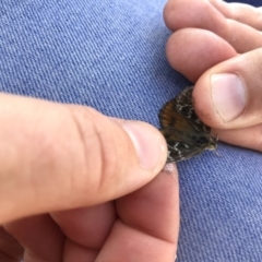 Synemon plana (Golden Sun Moth) at Mulligans Flat - 15 Nov 2017 by JasonC