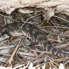 Tiliqua scincoides scincoides (Eastern Blue-tongue) at Gungaderra Grasslands - 15 Nov 2017 by DerekC