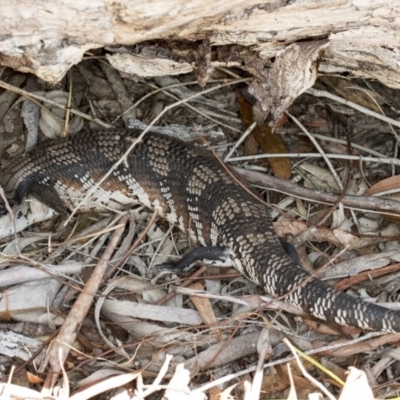 Tiliqua scincoides scincoides (Eastern Blue-tongue) at Crace, ACT - 15 Nov 2017 by DerekC