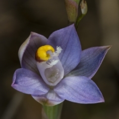 Thelymitra pauciflora (Slender Sun Orchid) at Gungaderra Grasslands - 15 Nov 2017 by DerekC