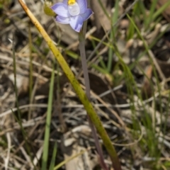 Thelymitra pauciflora at Gungahlin, ACT - 15 Nov 2017