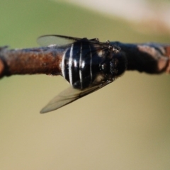 Ogcodes sp. (genus) (Hunchback Fly) at Tarraganda, NSW - 13 Nov 2017 by Isaac