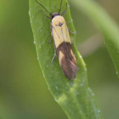 Stathmopoda crocophanes (Yellow Stathmopoda Moth) at Higgins, ACT - 15 Nov 2017 by AlisonMilton