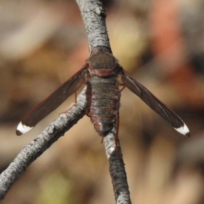 Comptosia stria (A bee fly) at Point 4997 - 15 Nov 2017 by JohnBundock