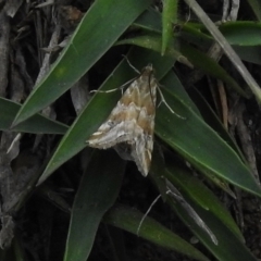 Hellula hydralis (Cabbage Centre Moth) at Paddys River, ACT - 15 Nov 2017 by JohnBundock