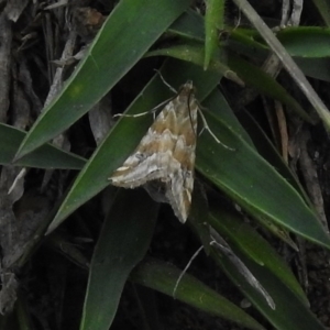 Hellula hydralis at Paddys River, ACT - 15 Nov 2017 01:16 PM