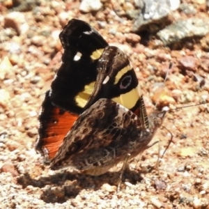 Vanessa itea at Uriarra Village, ACT - 15 Nov 2017