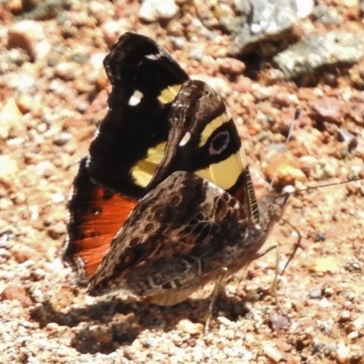 Vanessa itea (Yellow Admiral) at Uriarra Village, ACT - 15 Nov 2017 by JohnBundock