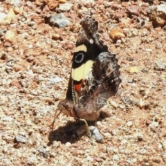 Vanessa itea at Uriarra Village, ACT - 15 Nov 2017 12:04 PM