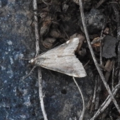 Hellula hydralis (Cabbage Centre Moth) at Paddys River, ACT - 15 Nov 2017 by JohnBundock