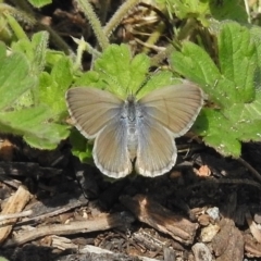 Zizina otis (Common Grass-Blue) at Cotter Reserve - 15 Nov 2017 by JohnBundock