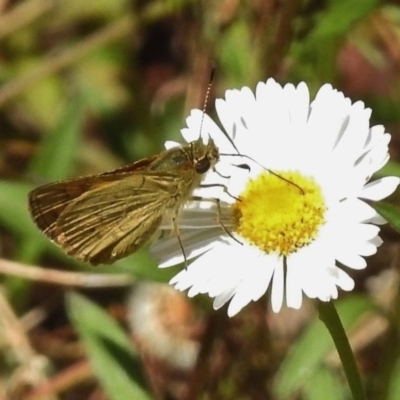 Ocybadistes walkeri (Green Grass-dart) at Wanniassa, ACT - 15 Nov 2017 by JohnBundock