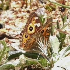 Junonia villida (Meadow Argus) at Cotter Reserve - 15 Nov 2017 by JohnBundock