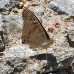 Junonia villida at Uriarra Village, ACT - 15 Nov 2017