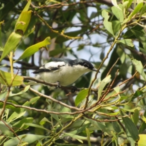 Lalage tricolor at Fyshwick, ACT - 14 Nov 2017 05:29 PM