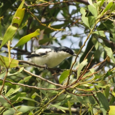 Lalage tricolor (White-winged Triller) at Jerrabomberra Wetlands - 14 Nov 2017 by YellowButton