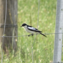 Lalage tricolor at Fyshwick, ACT - 14 Nov 2017 05:29 PM