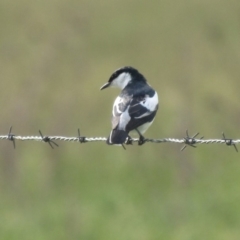 Lalage tricolor at Fyshwick, ACT - 14 Nov 2017 05:29 PM