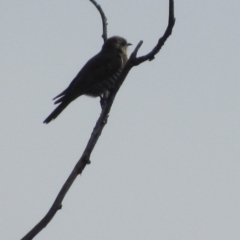 Chrysococcyx basalis (Horsfield's Bronze-Cuckoo) at Jerrabomberra Wetlands - 14 Nov 2017 by YellowButton