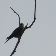 Chrysococcyx basalis at Campbell, ACT - 14 Nov 2017