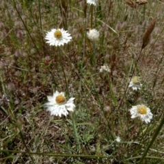 Leucochrysum albicans subsp. tricolor (Hoary Sunray) at Macgregor, ACT - 14 Nov 2017 by samreid007