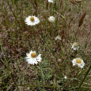 Leucochrysum albicans subsp. tricolor at Macgregor, ACT - 14 Nov 2017