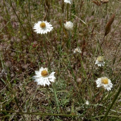 Leucochrysum albicans subsp. tricolor (Hoary Sunray) at Jarramlee-West MacGregor Grasslands - 14 Nov 2017 by samreid007