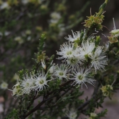 Kunzea parvifolia (Violet Kunzea) at Conder, ACT - 12 Nov 2017 by MichaelBedingfield