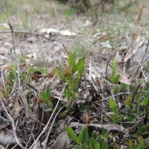 Opercularia hispida at Conder, ACT - 12 Nov 2017