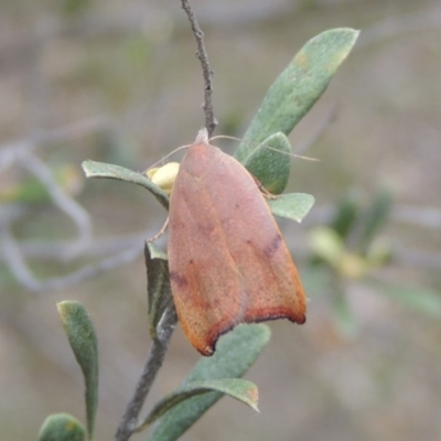 Tortricopsis uncinella (A concealer moth) at Tuggeranong Hill - 12 Nov 2017 by michaelb