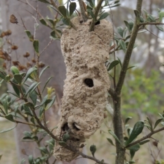 Apocrita (suborder) Nest (Unidentified wasp nest) at Conder, ACT - 12 Nov 2017 by MichaelBedingfield
