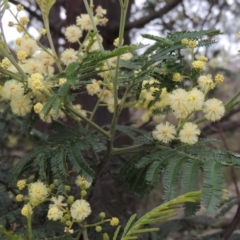 Acacia mearnsii (Black Wattle) at Conder, ACT - 12 Nov 2017 by michaelb
