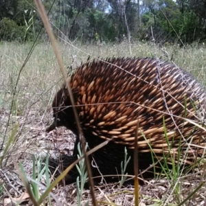 Tachyglossus aculeatus at Acton, ACT - 11 Nov 2017 12:42 PM