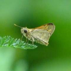 Ocybadistes walkeri (Green Grass-dart) at Griffith, ACT - 15 Nov 2017 by roymcd