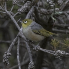 Zosterops lateralis (Silvereye) at Fyshwick, ACT - 15 Nov 2017 by Alison Milton