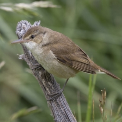 Acrocephalus australis (Australian Reed-Warbler) at Fyshwick, ACT - 16 Nov 2017 by Alison Milton