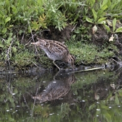 Gallinago hardwickii (Latham's Snipe) at Fyshwick, ACT - 16 Nov 2017 by Alison Milton