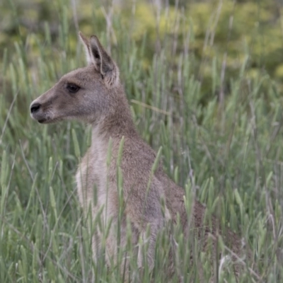 Macropus giganteus (Eastern Grey Kangaroo) at Jerrabomberra Wetlands - 15 Nov 2017 by Alison Milton