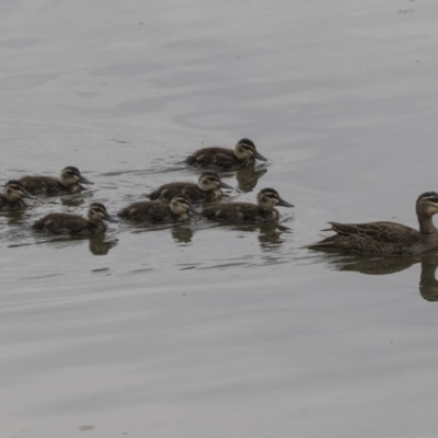 Anas superciliosa (Pacific Black Duck) at Kingston, ACT - 15 Nov 2017 by AlisonMilton