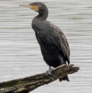 Phalacrocorax carbo at Kingston, ACT - 16 Nov 2017