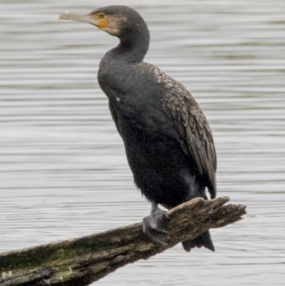 Phalacrocorax carbo (Great Cormorant) at Jerrabomberra Wetlands - 15 Nov 2017 by Alison Milton