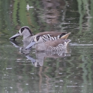 Malacorhynchus membranaceus at Fyshwick, ACT - 16 Nov 2017