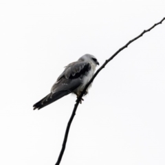 Elanus axillaris (Black-shouldered Kite) at Jerrabomberra Wetlands - 16 Nov 2017 by Alison Milton