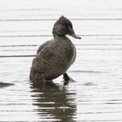 Stictonetta naevosa (Freckled Duck) at Jerrabomberra Wetlands - 16 Nov 2017 by AlisonMilton