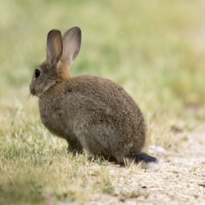 Oryctolagus cuniculus (European Rabbit) at Fyshwick, ACT - 16 Nov 2017 by AlisonMilton