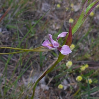Diuris dendrobioides (Late Mauve Doubletail) at Tuggeranong Hill - 14 Nov 2017 by JanetRussell