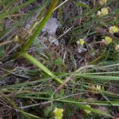 Diuris dendrobioides at suppressed - suppressed